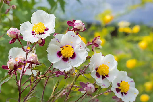 Nº11 rosa y ládano