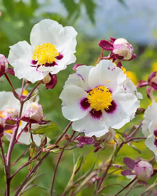 Nº11 rosa y ládano