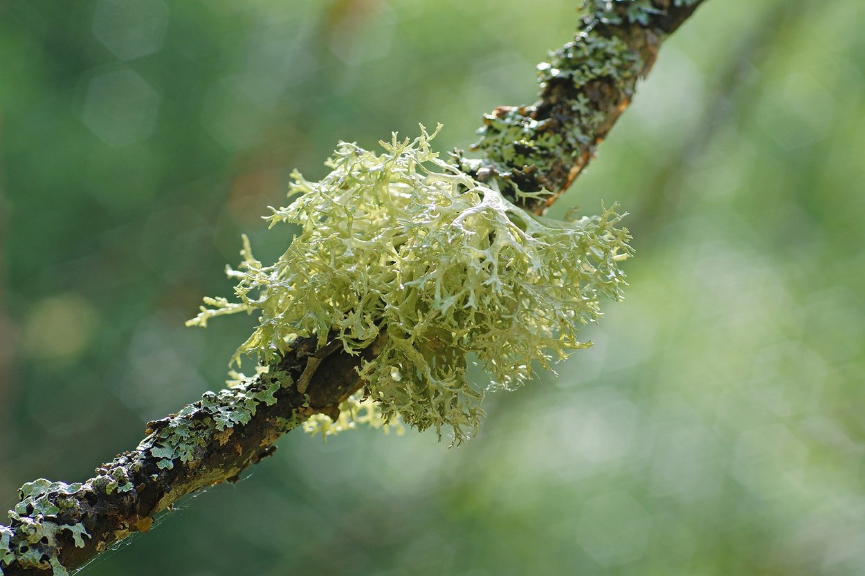 Nº10 musgo de roble