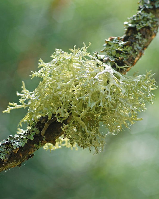 Nº10 musgo de roble