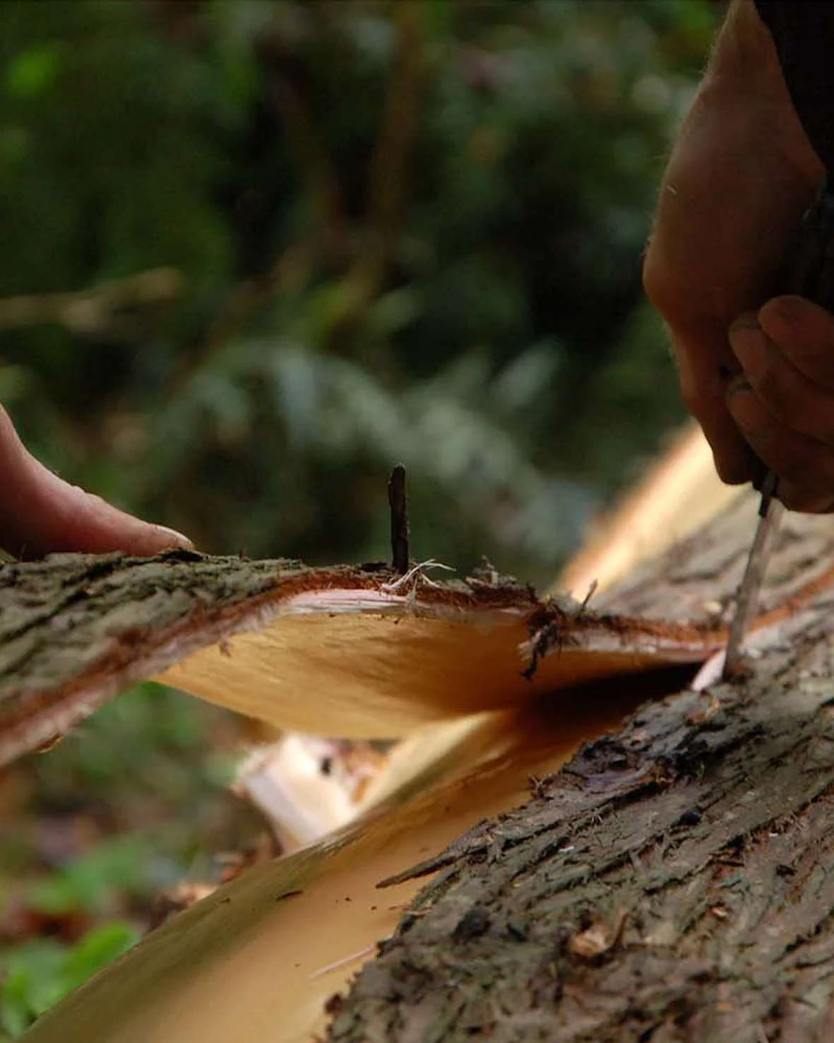 nº4 cedro [cedarwood] - diffuser