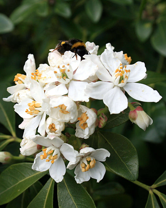 nº6 flor de naranja - candle