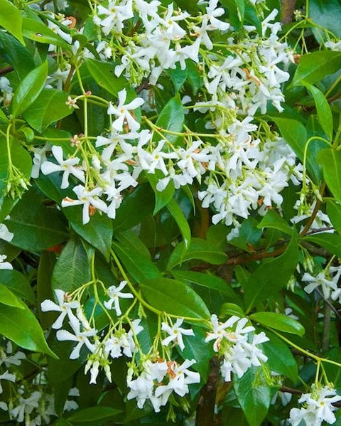 nº9 jazmin [jasmine] - diffuser