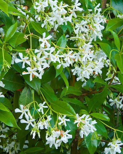 nº9 jazmin [jasmine] - diffuser